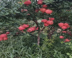A Grade Quality Pomegranate for sale in Anantapur