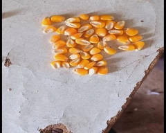 B Grade Quality Maize for sale in Jalgaon