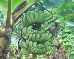 G-9 Banana for sale in Jalgaon
