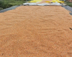 A Grade Quality Maize for sale in Koppal