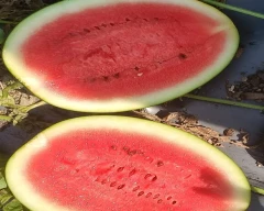 Normal Watermelon for sale in Jalgaon