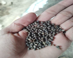 Indian Urad Dal for sale in Jalaun