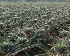 A Grade Quality Pineapple for sale in East Champaran