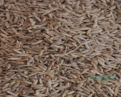 Brown Jeera for sale in Bahraich