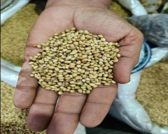 Seed Whole Coriander for sale in Chittoor