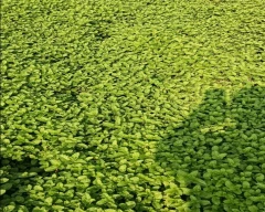 Normal Mint Leaves for sale in Nashik