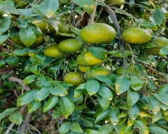 Normal Kinnow for sale in Sirsa