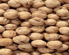 Kashmiri Wal nut for sale in Budgam