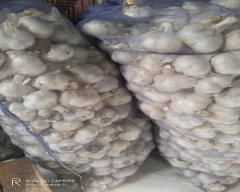 A Grade Quality Garlic for sale in Solan