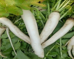 White Radish for sale in Mahendragarh