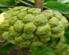 A Grade Quality Custard Apple for sale in Aurangabad