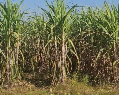 Co 0238 (Karan 4) Sugarcane for sale in Muzaffarnagar