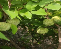 Normal Custard Apple for sale in Ahmednagar