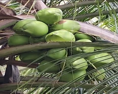 Hybrid Tender Coconut for sale in Coimbatore