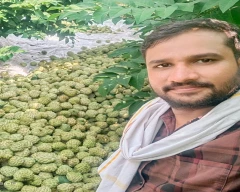 A Grade Quality Custard Apple for sale in Jalna