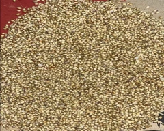Double parrot Coriander for sale in Jaipur