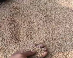 Lokwan Atta for sale in Shajapur