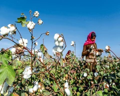 Normal Cotton Seed DOC for sale in Chandrapur