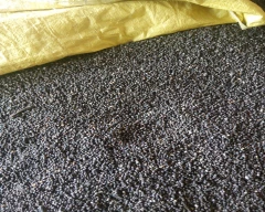 Black Urad for sale in Lakhimpur