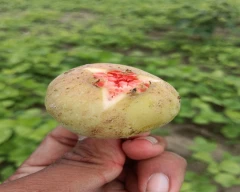 Fresh Fig for sale in Jalna