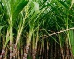 Normal Sugarcane for sale in Moradabad