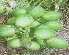 Hybrid Tender Coconut for sale in Theni
