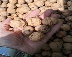 Kashmiri Wal nut for sale in New Delhi