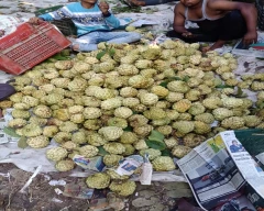A Grade Quality Custard Apple for sale in Parbhani