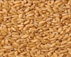 A Grade Quality Wheat for sale in South West Delhi