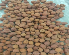Indian Chana for sale in Jalgaon