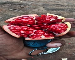 Bhagwa Pomegranate for sale in Morbi