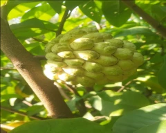 Normal Custard Apple for sale in Aurangabad