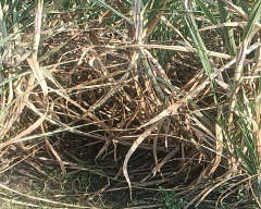 Normal Sugarcane for sale in Beed