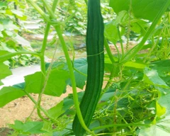 Other Bottle Gourd for sale in Anantapur
