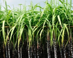 Co 0238 (Karan 4) Sugarcane for sale in West Champaran