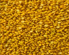 Indian Tur Dal for sale in Kalaburagi