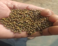 Normal Dhaincha for sale in Sikar