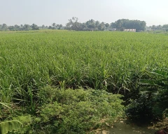Normal Sugarcane for sale in Dharmapuri