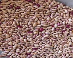 Chitra Rajma for sale in Nashik