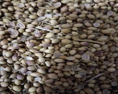 Seed Whole Coriander for sale in Guna
