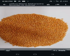 Indian Masoor Dal for sale in Jalgaon
