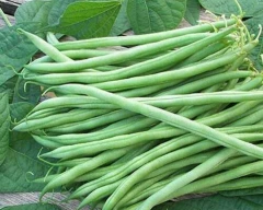 Normal French beans for sale in Siddipet