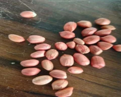 Normal Groundnut for sale in Neemuch