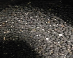 Indian Urad Dal for sale in West Godavari