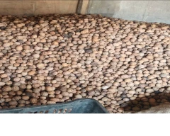 Kashmiri Wal nut for sale in Anantnag