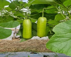 Normal Bottle Gourd for sale in Krishnagiri