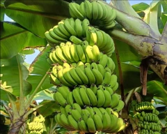G-9 Banana for sale in Gariyaband