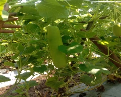 Normal Bottle Gourd for sale in Sagar