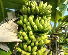 Normal Banana for sale in Namsai