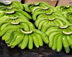 G-9 Banana for sale in Solapur